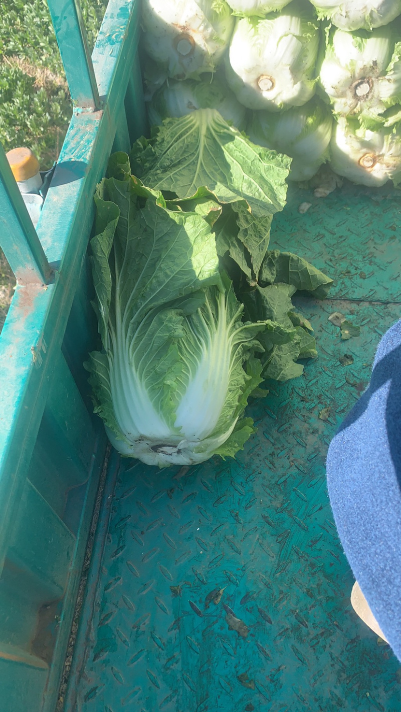 白菜精品无烧心无黄叶