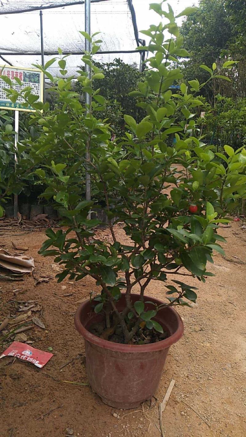 樱桃树苗新品热卖印度针叶樱桃苗果苗一年四季结果树庭院种植