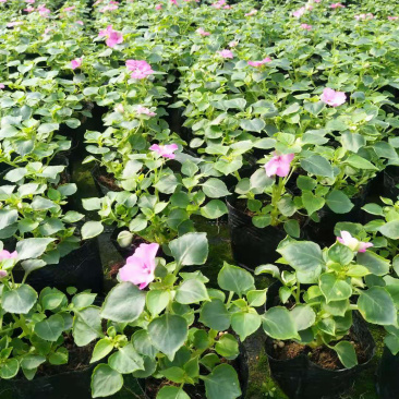 大量泥碳土时花现货供应