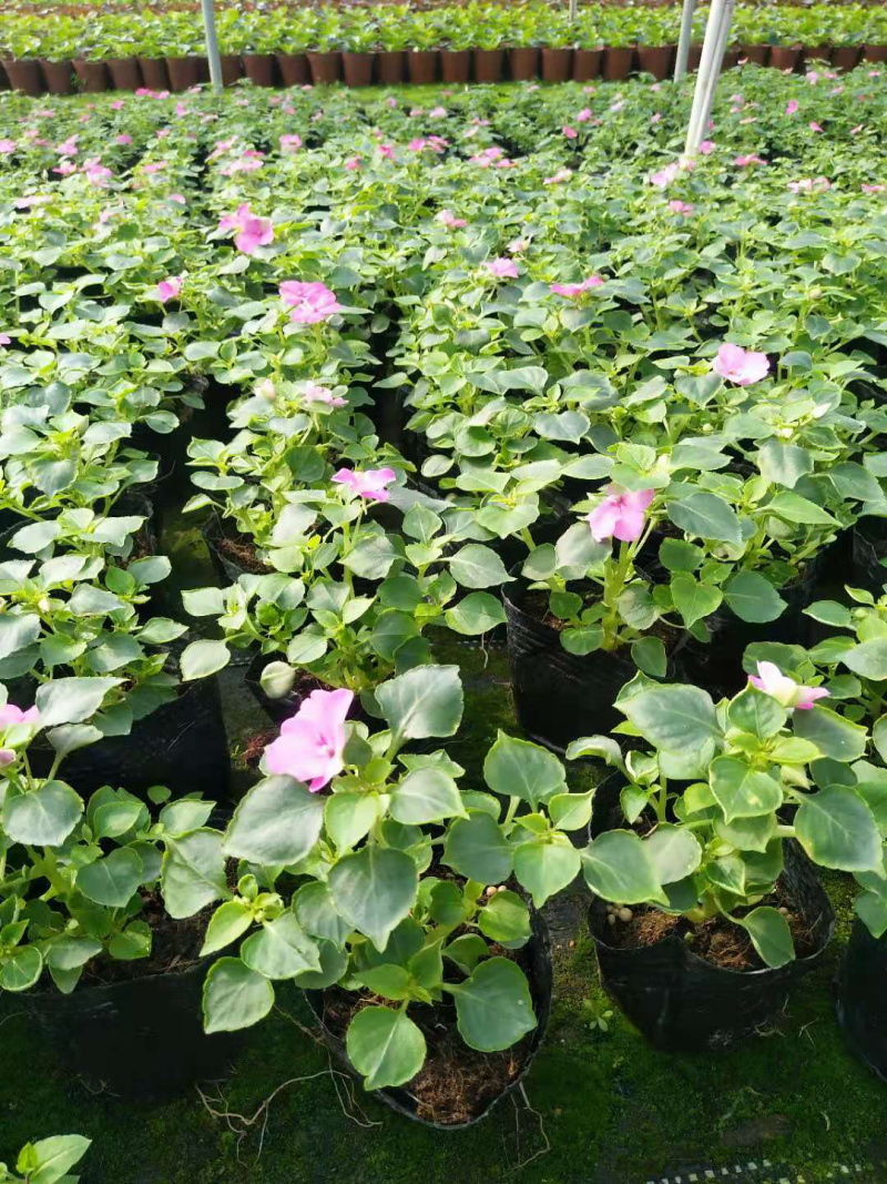 大量泥碳土时花现货供应
