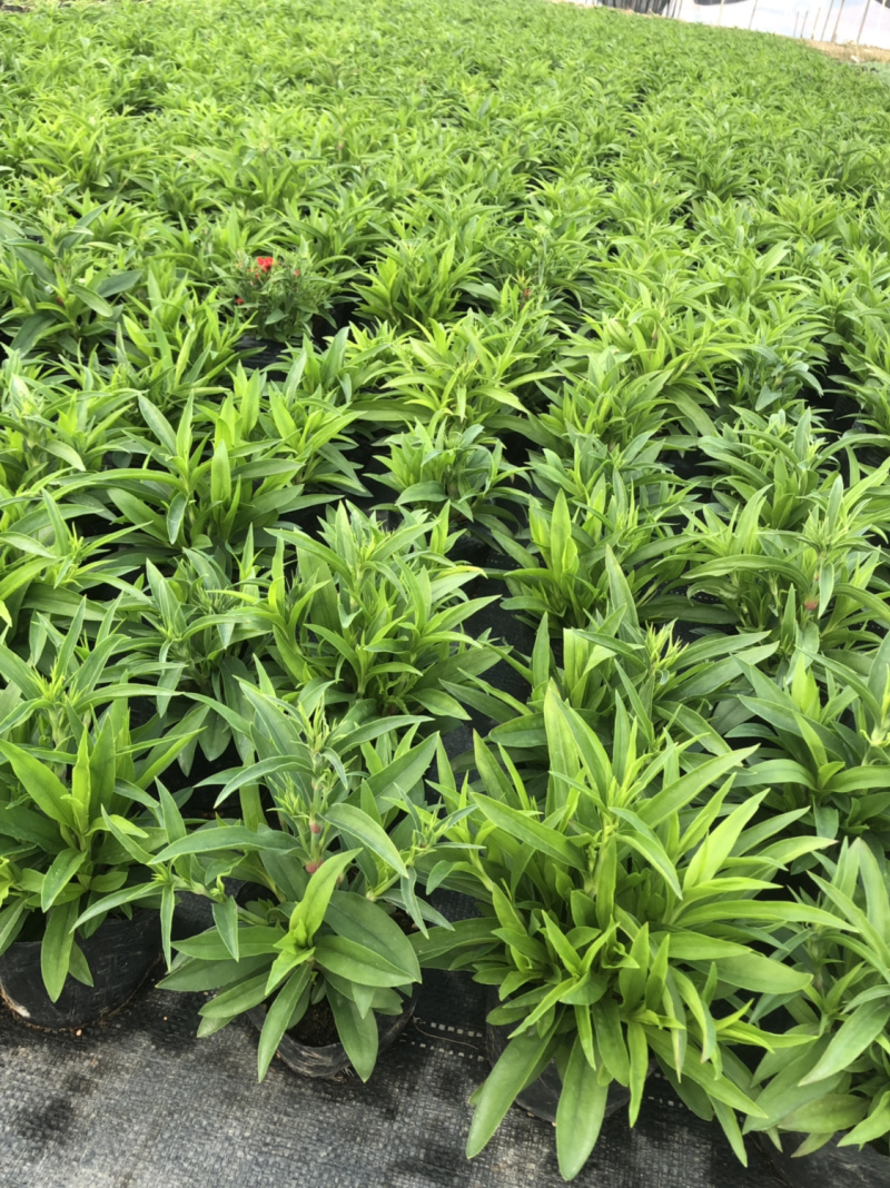 大量泥碳土时花现货供应