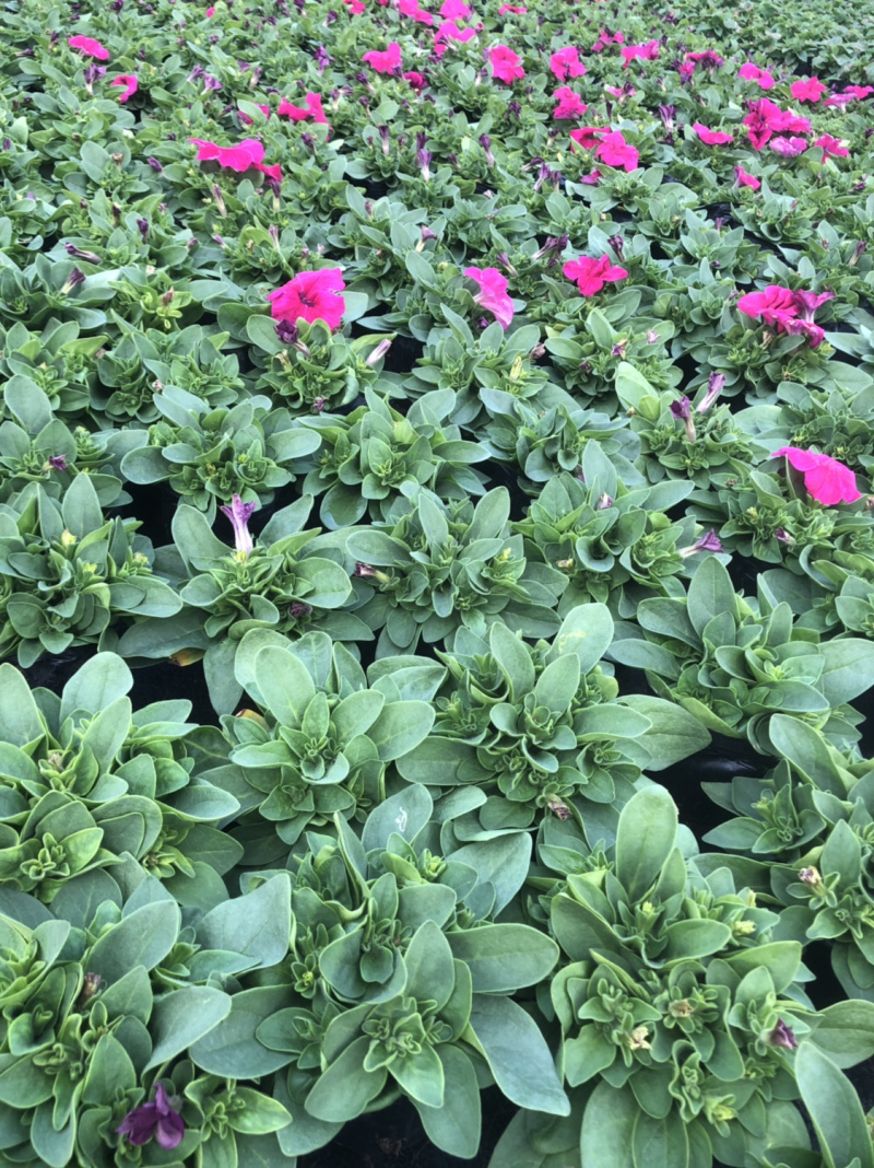 大量泥碳土时花现货供应