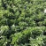 大量泥碳土时花现货供应