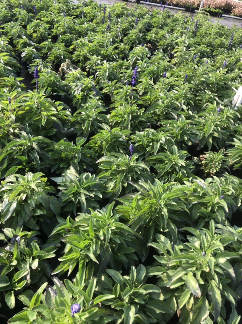 大量泥碳土时花现货供应