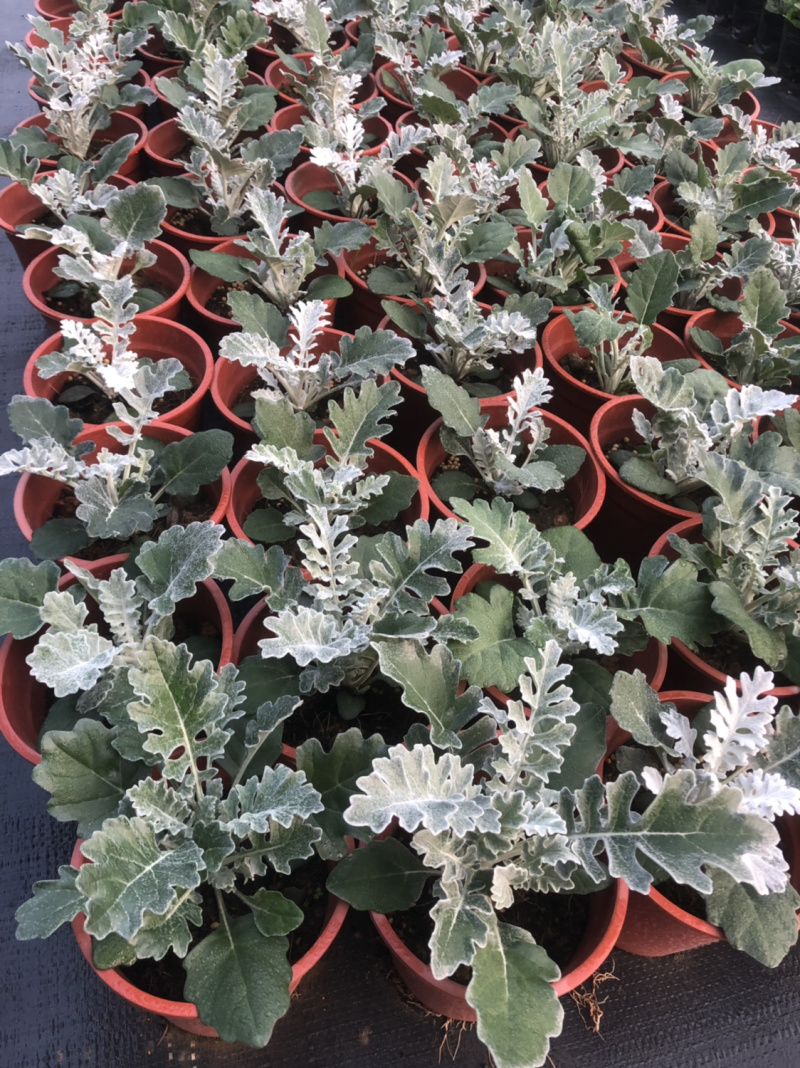 大量泥碳土时花现货供应