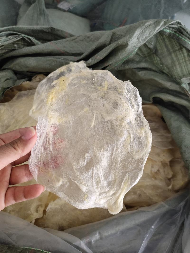 巴沙鱼胶片