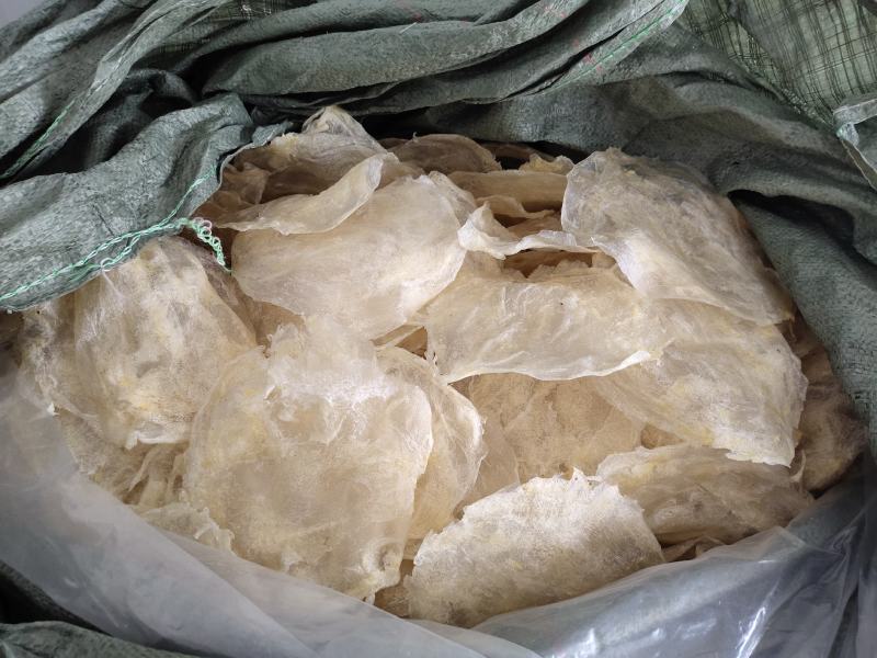 巴沙鱼胶片