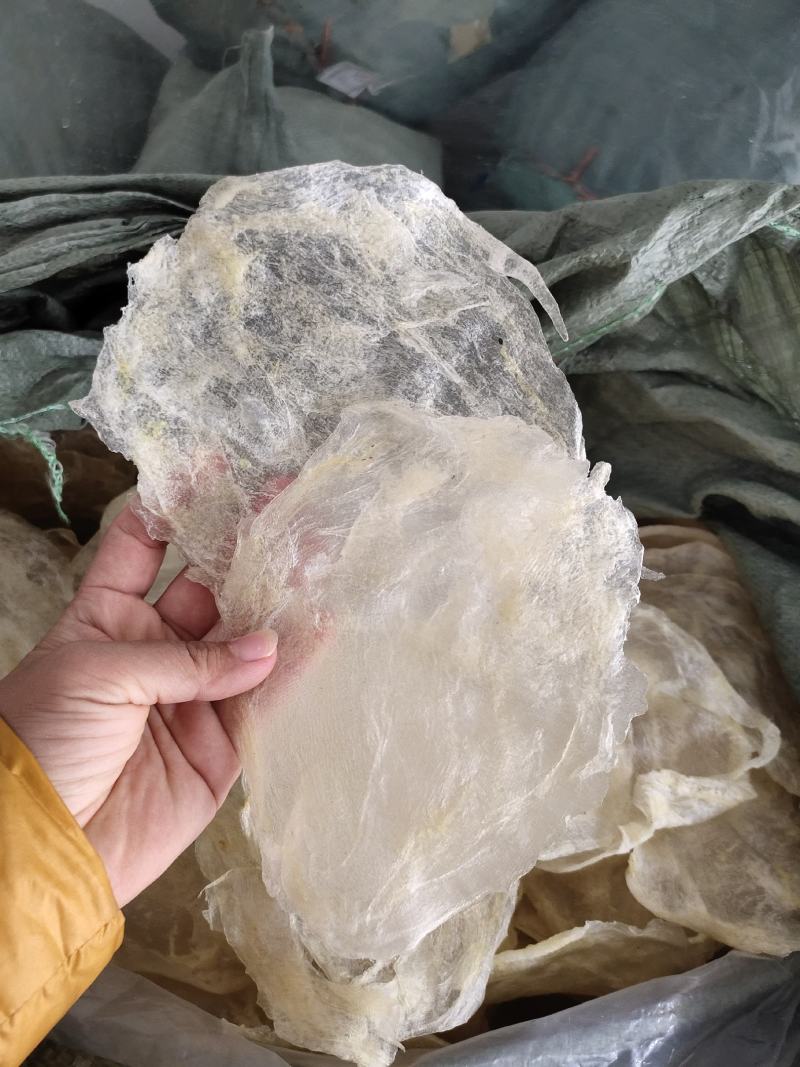 巴沙鱼胶片