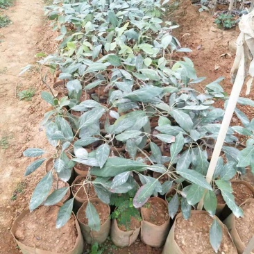 牛油果树苗美国哈斯鳄梨青瓜牛油果当年结果带营养杯发货