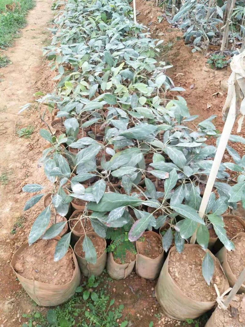 牛油果树苗美国哈斯鳄梨青瓜牛油果当年结果带营养杯发货
