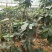 牛油果树苗美国哈斯鳄梨青瓜牛油果当年结果带营养杯发货