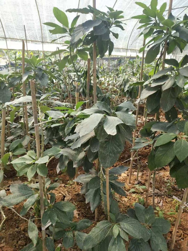 牛油果树苗美国哈斯鳄梨青瓜牛油果当年结果带营养杯发货