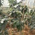 牛油果树苗美国哈斯鳄梨青瓜牛油果当年结果带营养杯发货
