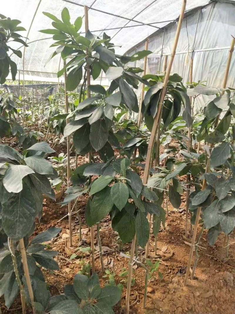 牛油果树苗美国哈斯鳄梨青瓜牛油果当年结果带营养杯发货