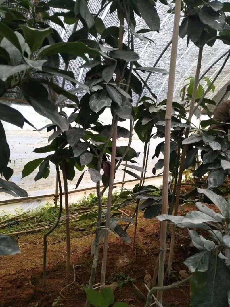 牛油果树苗美国哈斯鳄梨青瓜牛油果当年结果带营养杯发货