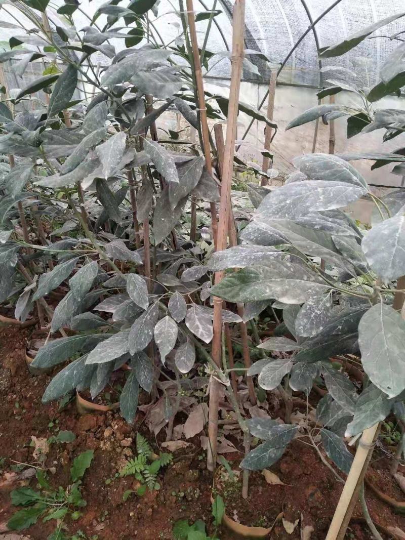 牛油果树苗美国哈斯鳄梨青瓜牛油果当年结果带营养杯发货