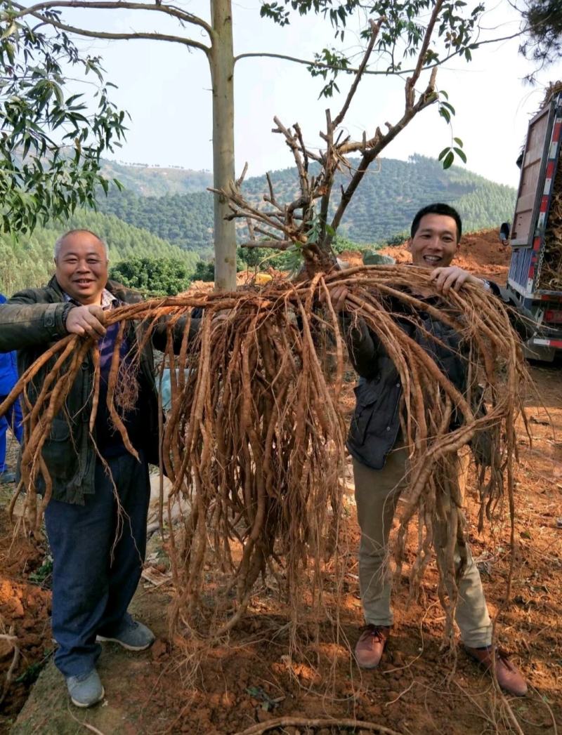 高产改良结薯牛大力种苗抗病能力强根系发达免费指导