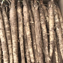 中大长条北沙参(质量保证！鲜新货）客户满意才是我的原则统货