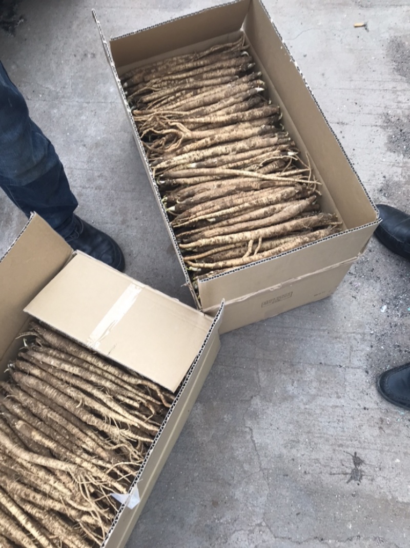 中大长条北沙参(质量保证！鲜新货）客户满意才是我的原则统货