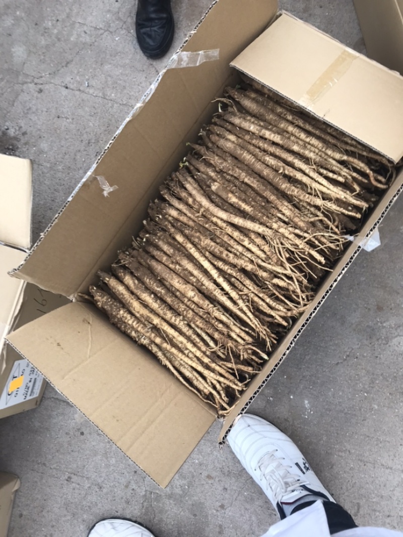 中大长条北沙参(质量保证！鲜新货）客户满意才是我的原则统货