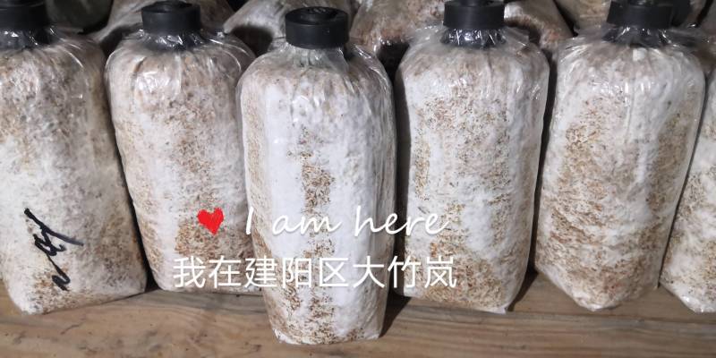 软质毛木耳菌种椴木木头油桐树桉树食用菌种苗台耳红耳好吃