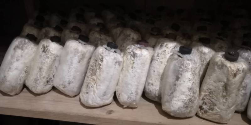 软质毛木耳菌种椴木木头油桐树桉树食用菌种苗台耳红耳好吃