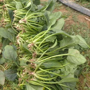 菠菜，山东菠菜潍坊菠菜大量现货供应需要联系，电商，批发