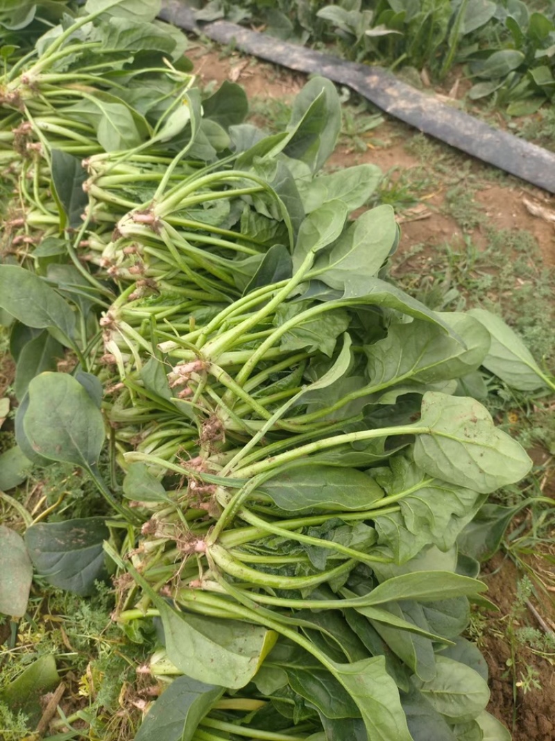 菠菜，山东菠菜潍坊菠菜大量现货供应需要联系，电商，批发