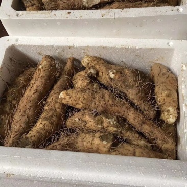 姜薯是潮汕人也爱的品种