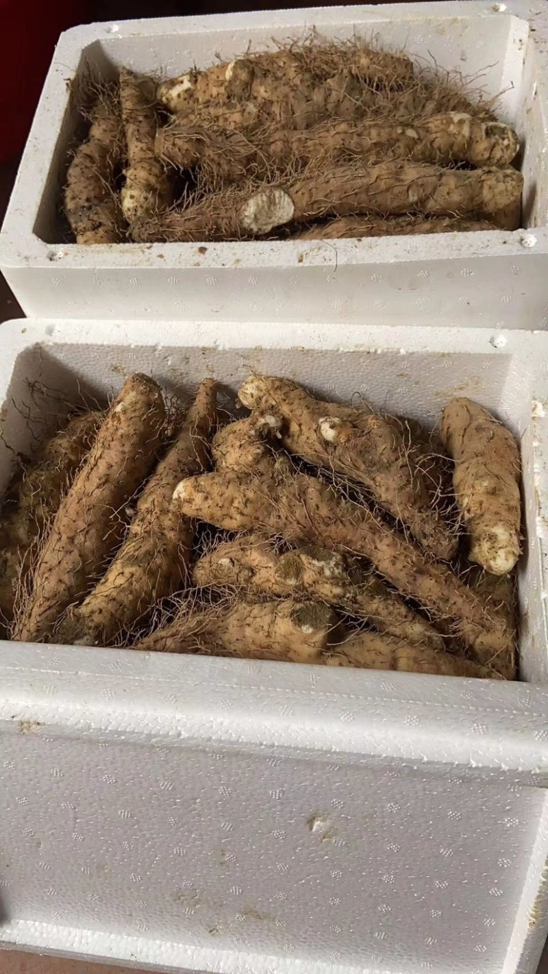 姜薯是潮汕人也爱的品种
