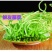 江苏泗阳芦蒿生种植芦蒿芦蒿生产基地芦蒿篱蒿新鲜水嫩