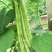 九粒白芸豆开始批量上市供应，有需要联系我。