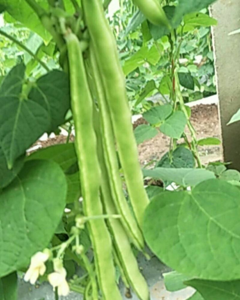 九粒白芸豆开始批量上市供应，有需要联系我。