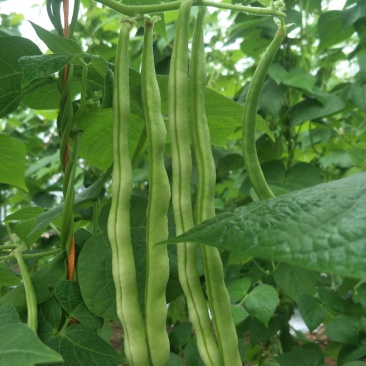 九粒白芸豆开始批量上市供应，有需要联系我。