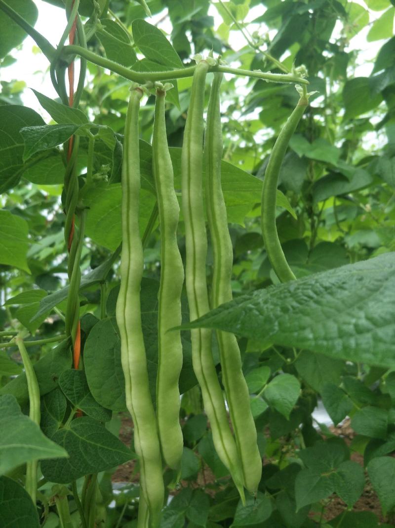 九粒白芸豆开始批量上市供应，有需要联系我。