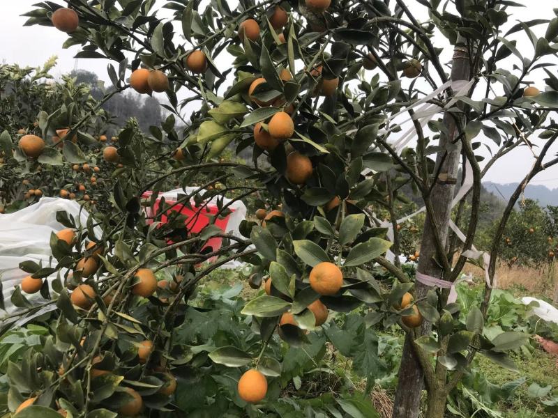 新品脆蜜金桔苗脆皮金桔产地直发融安脆蜜金桔苗