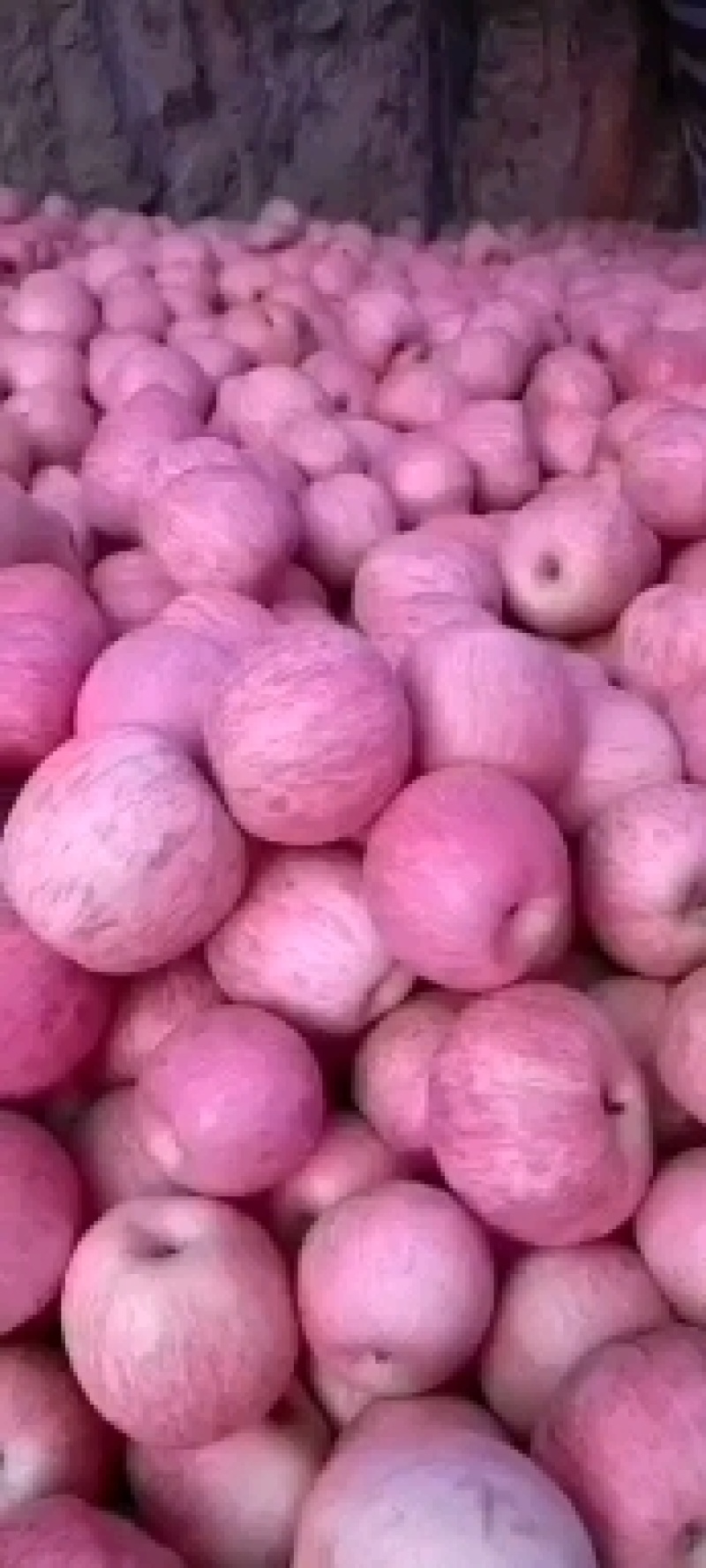 红富士苹果【冰糖心】大量出售！品种齐全！价格美丽！
