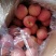 红富士苹果【冰糖心】大量出售！品种齐全！价格美丽！