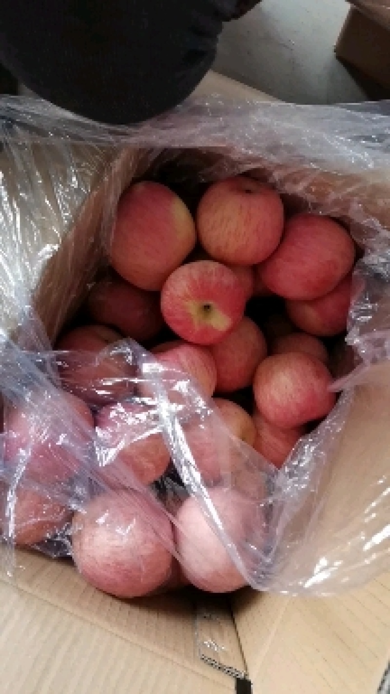 红富士苹果【冰糖心】大量出售！品种齐全！价格美丽！