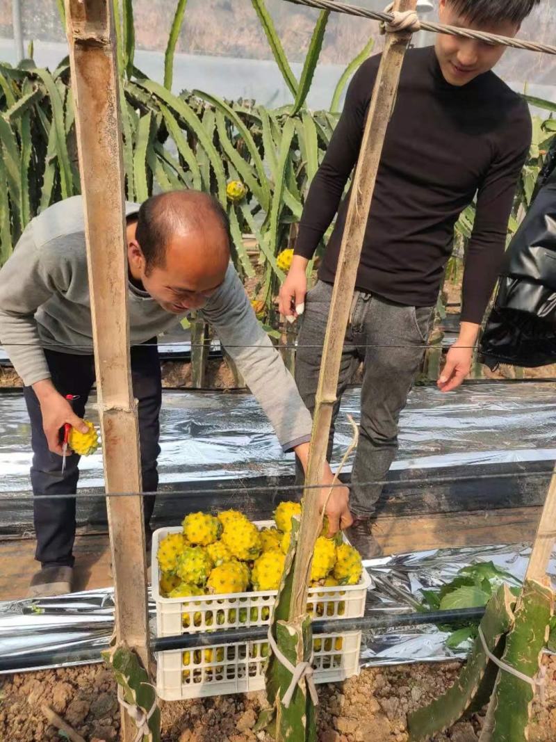 燕窝果苗燕窝火龙果苗新品种黄皮白肉火龙果苗瓜多厄尔麒麟果