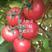 越夏抗TY病毒水果番茄种子产量高口感好单果重260克粉果