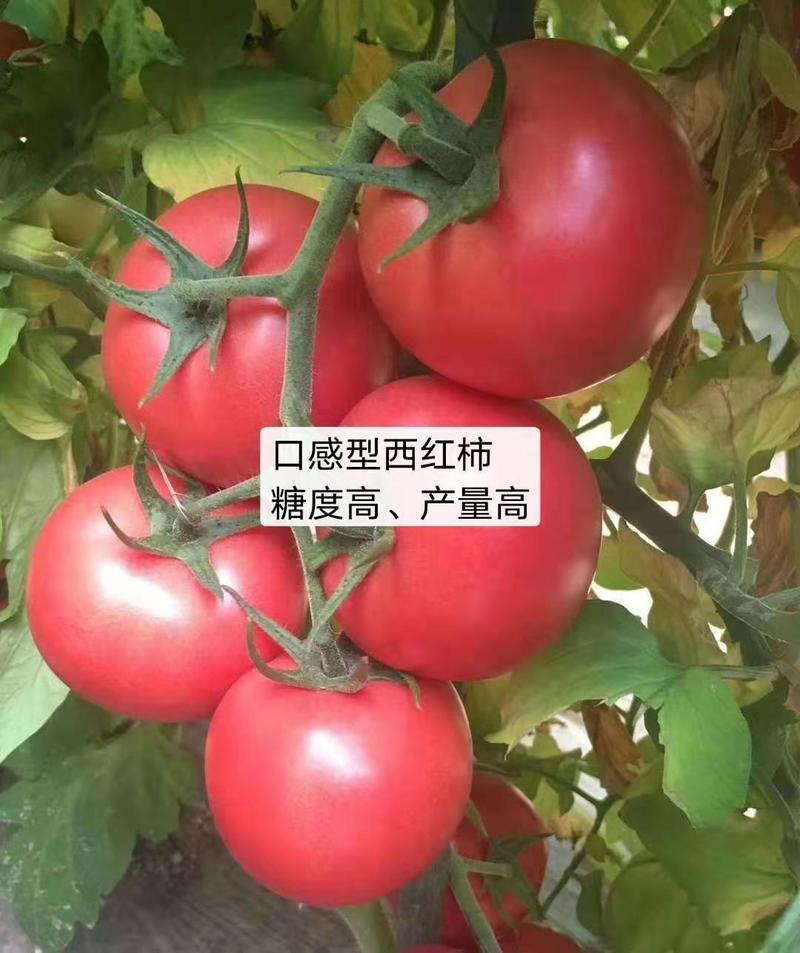 越夏抗TY病毒水果番茄种子产量高口感好单果重260克粉果