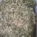 半边莲～水洗货新货～量大优惠～1公斤起售～欢迎咨询采购