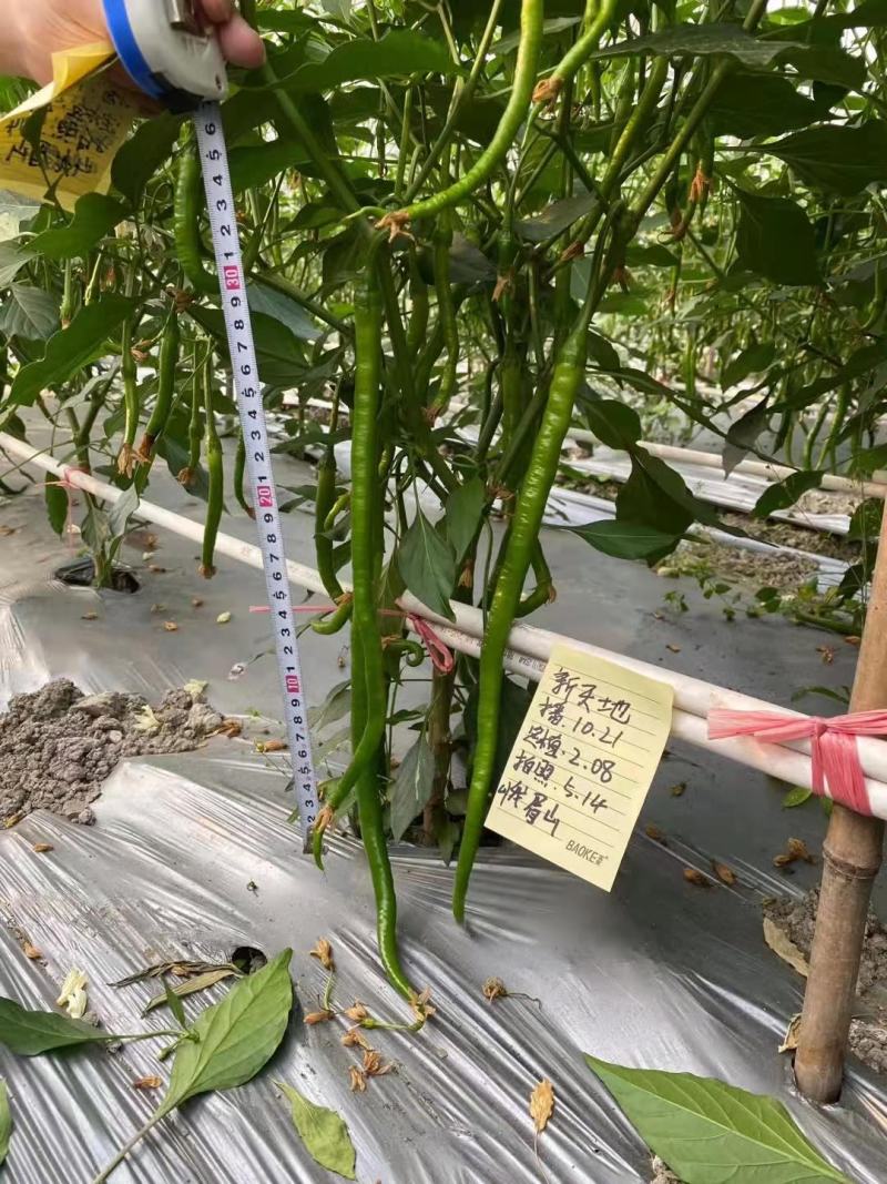 优质辣椒苗二荆条辣椒苗线椒苗基地直供品质保障