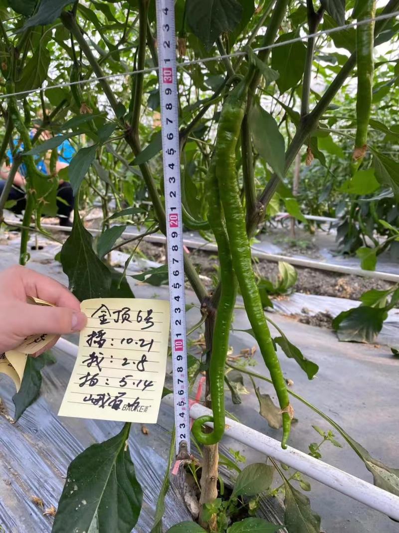 优质辣椒苗二荆条辣椒苗线椒苗基地直供品质保障
