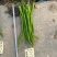 优质辣椒苗二荆条辣椒苗线椒苗基地直供品质保障