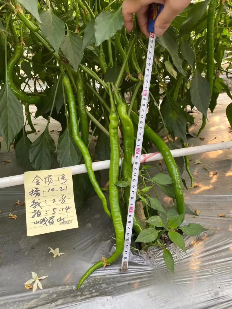 优质辣椒苗二荆条辣椒苗线椒苗基地直供品质保障
