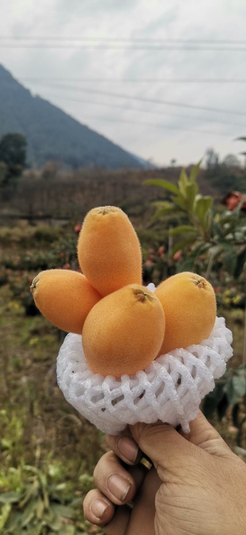 【热卖枇杷】大凉山高山枇杷质量好价格低诚信经营视频看货