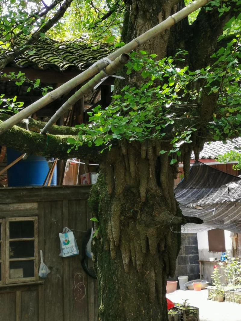 银杏实生苗20~30cm银杏树苗庭院银杏树苗风景树景观树