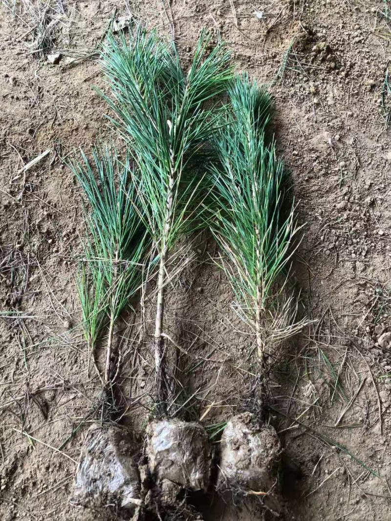黑松小苗庭院黑松苗黑松树苗四季常青盆景植物松绿化小苗